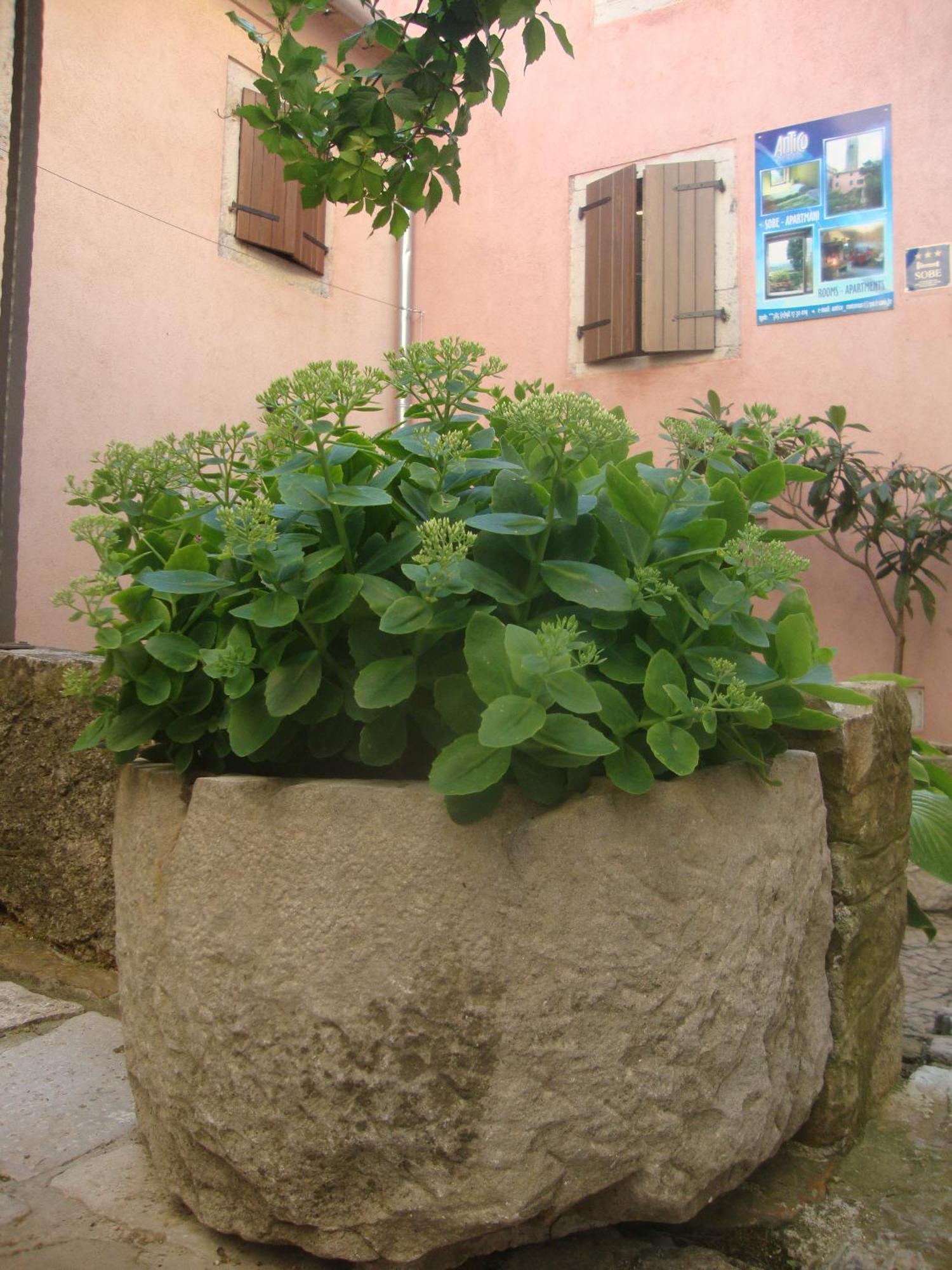 Bed & Breakfast Antico Motovun Zewnętrze zdjęcie